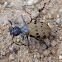 Spotted blister beetle