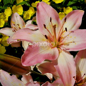 Pink Lily by Donna Martin - Flowers Single Flower