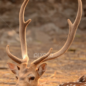 by Ravi Kashyap - Animals Other Mammals