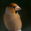 Hawfinch