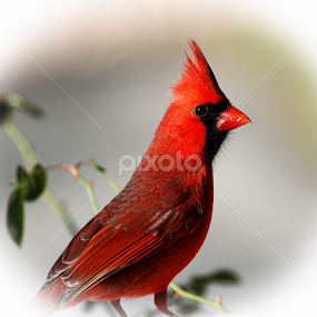 Alert by Dawn Vance - Animals Birds