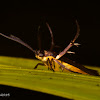 Scythridid Moth or Flower Moth