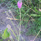 Purple prairie-clover
