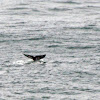 Young Humpback Whale Fluke