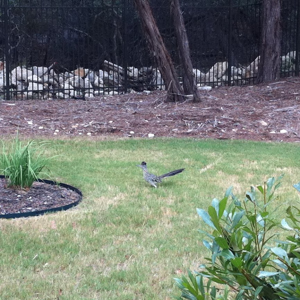 Road Runner Project Noah