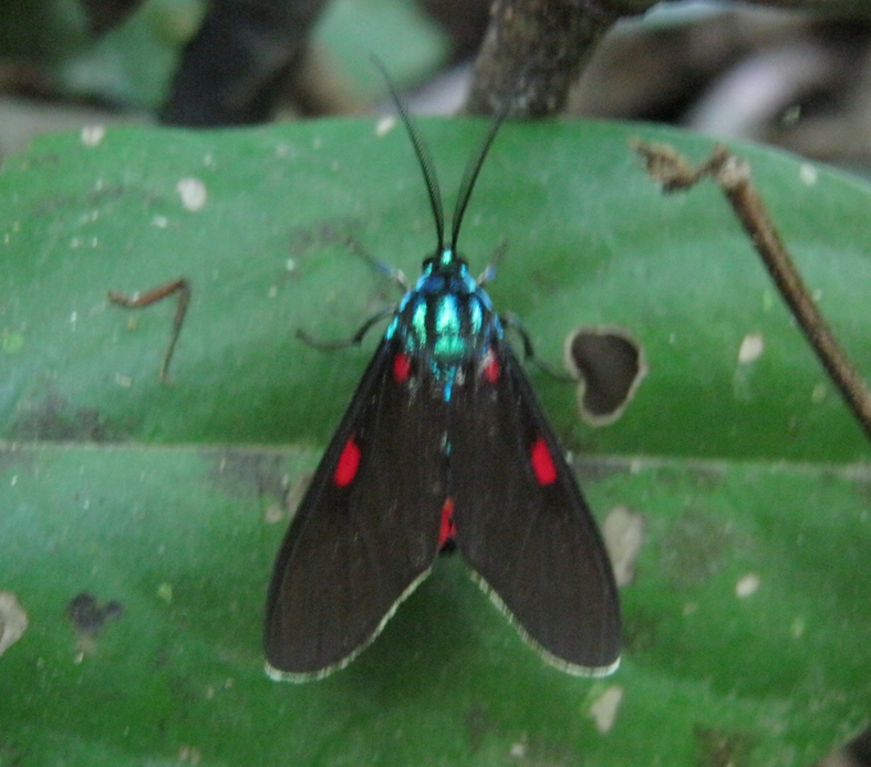 Cyanopepla fastuosa Moth