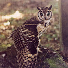 striped owl