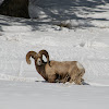 Rocky Mountain Bighorn Sheep