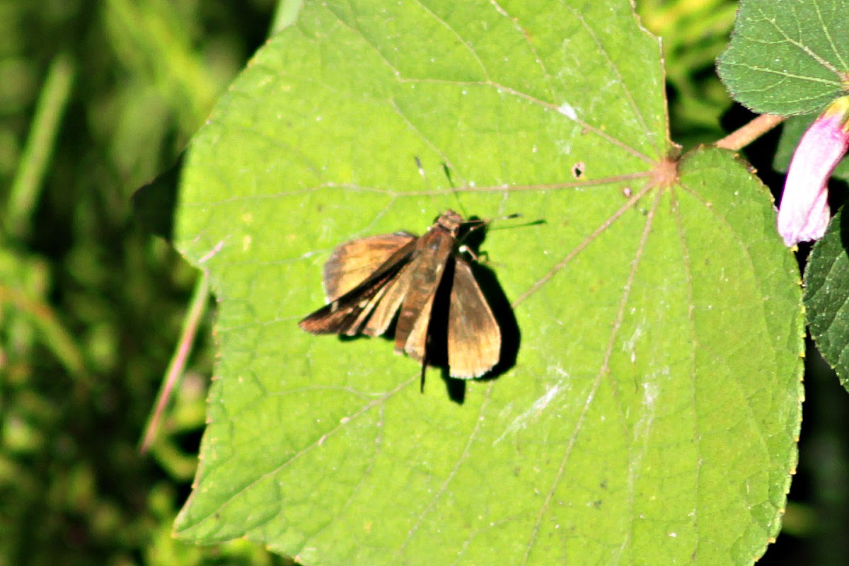 Southern Broken Dash Skipper Butterfly
