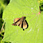 Southern Broken Dash Skipper Butterfly