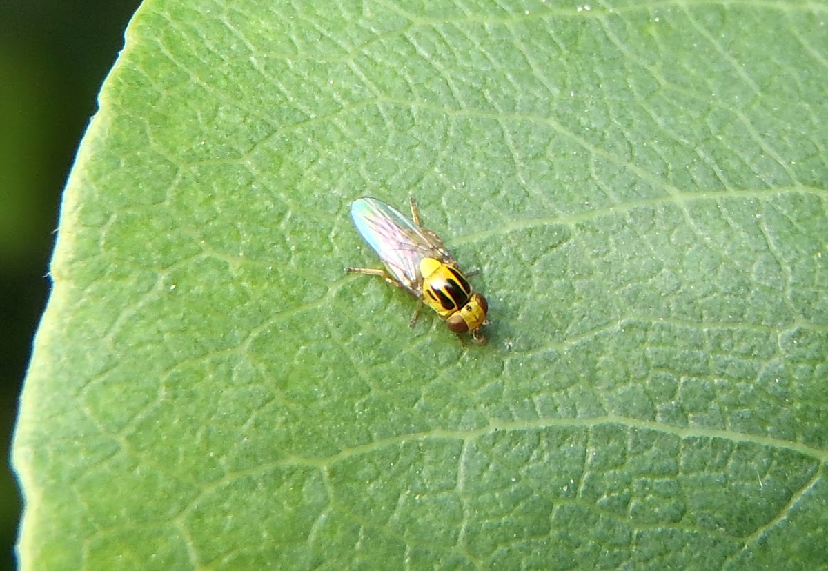 Yellow fly. Mosca amarilla