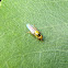 Yellow fly. Mosca amarilla