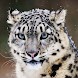 Animal Wallpaper