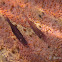 Starfish Shrimp, Commensal Shrimp, Seastar Shrimp