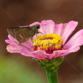 Hungry for Nectar by Vitto Arvin - Animals Insects & Spiders