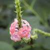 Pink Snakeweed