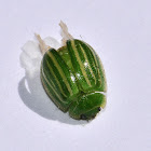Green Striped Leaf Beetle