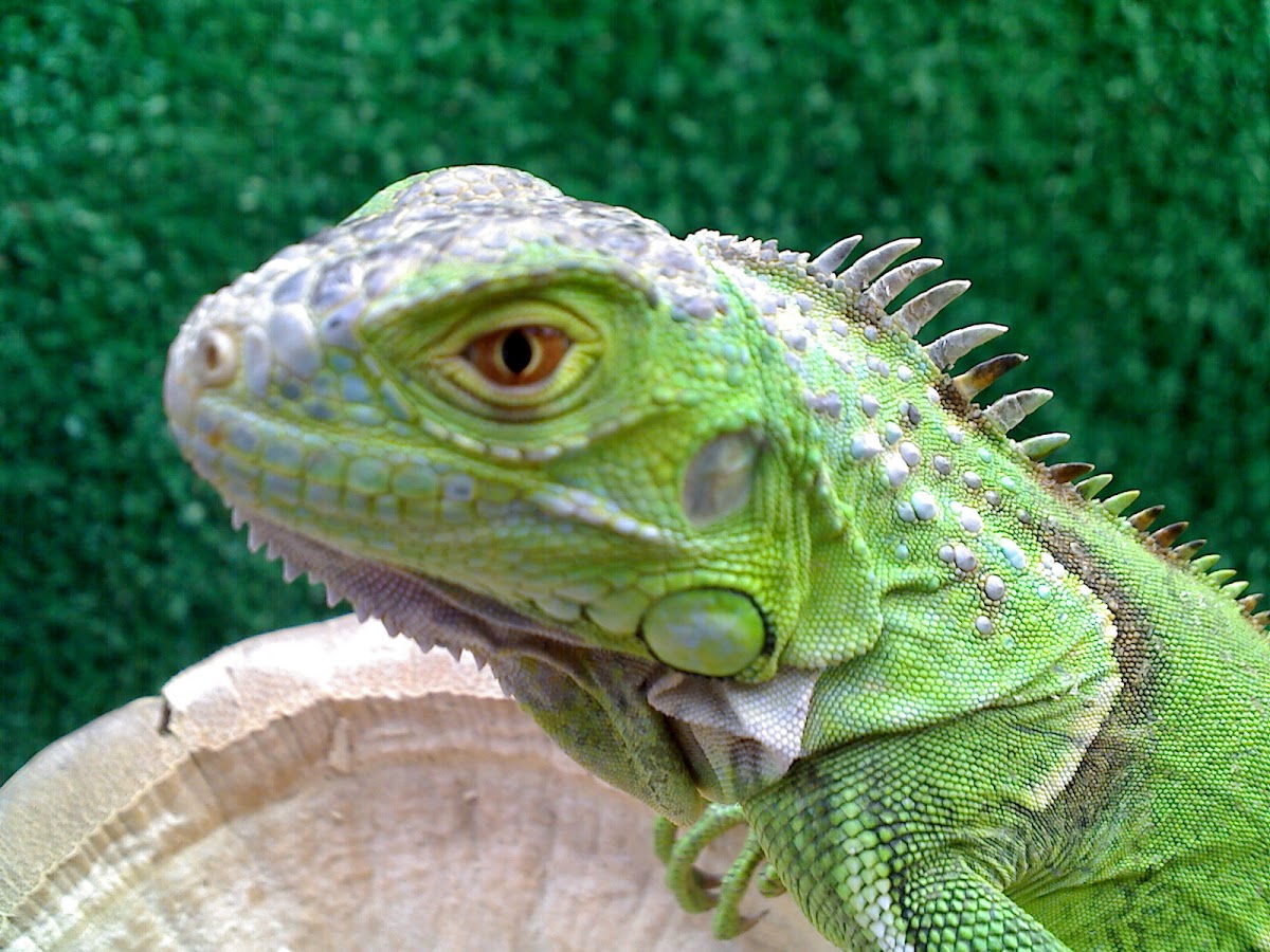 Iguana Iguana