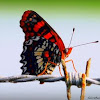 Arlequin Butterfly