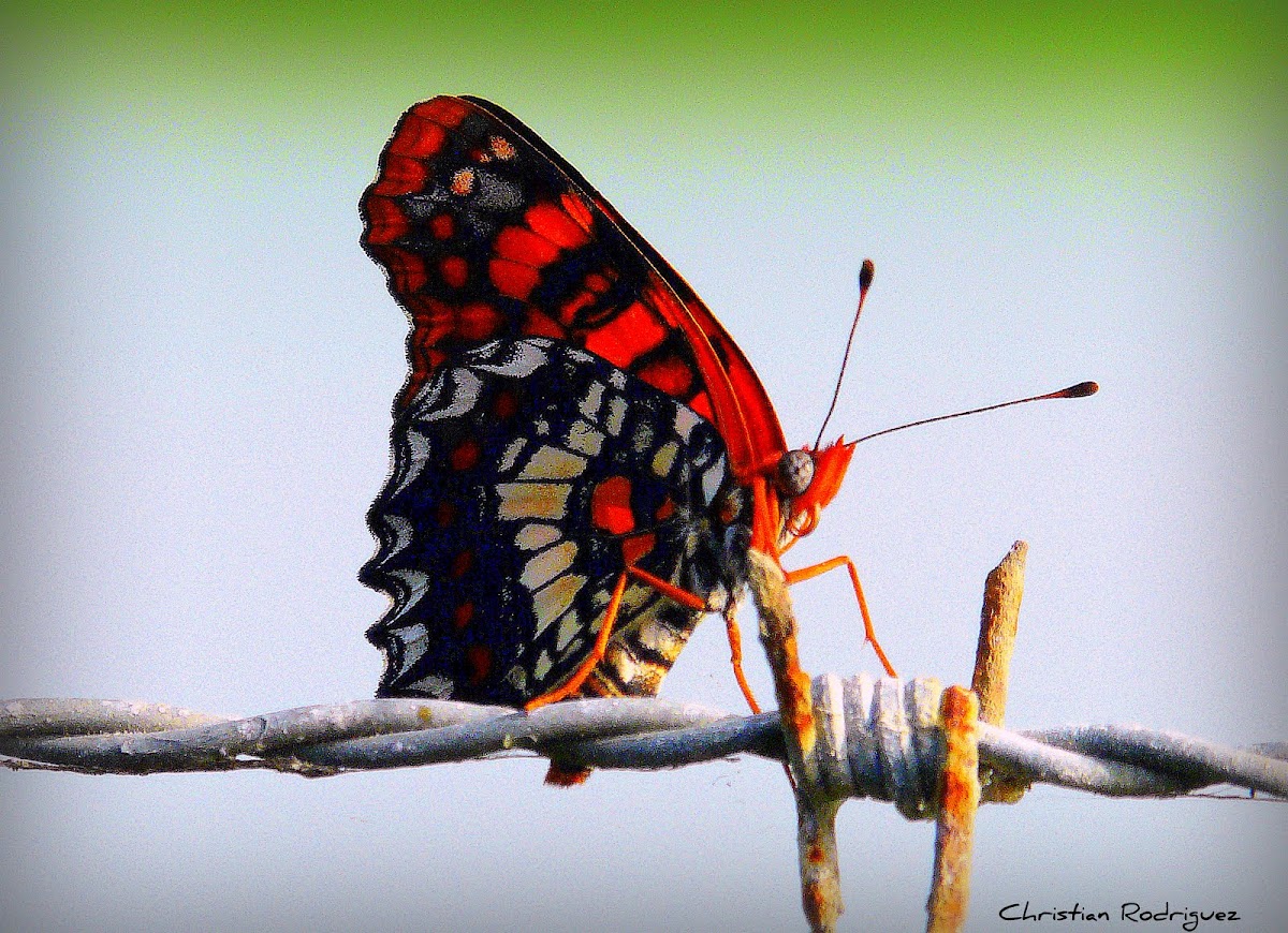 Arlequin Butterfly