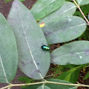Dog bane leaf beetle