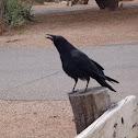 Crow