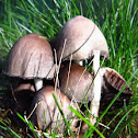 Common Ink cap Muschroom