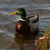 Stockente (wild duck, mallard)