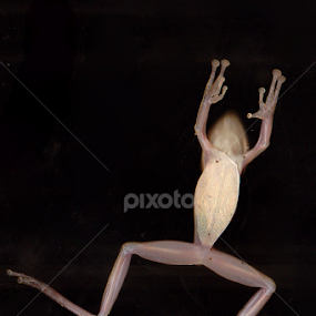 under the frog by Ahmad khoirul Hakim - Animals Amphibians