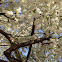 Cherry blossom (Вишня Йосино)