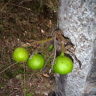 Goolar Fig Tree