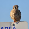 American Kestrel