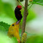 Prothonotary Warbler