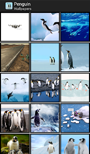 Lastest Penguin - HD Wallpapers APK for PC