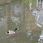 Mallard duck