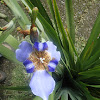 Blue Walking Iris