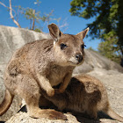 Mareeba Rock-wallaby
