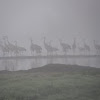 Sandhill Cranes in Dawn Fog