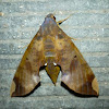 Fig Sphinx Moth