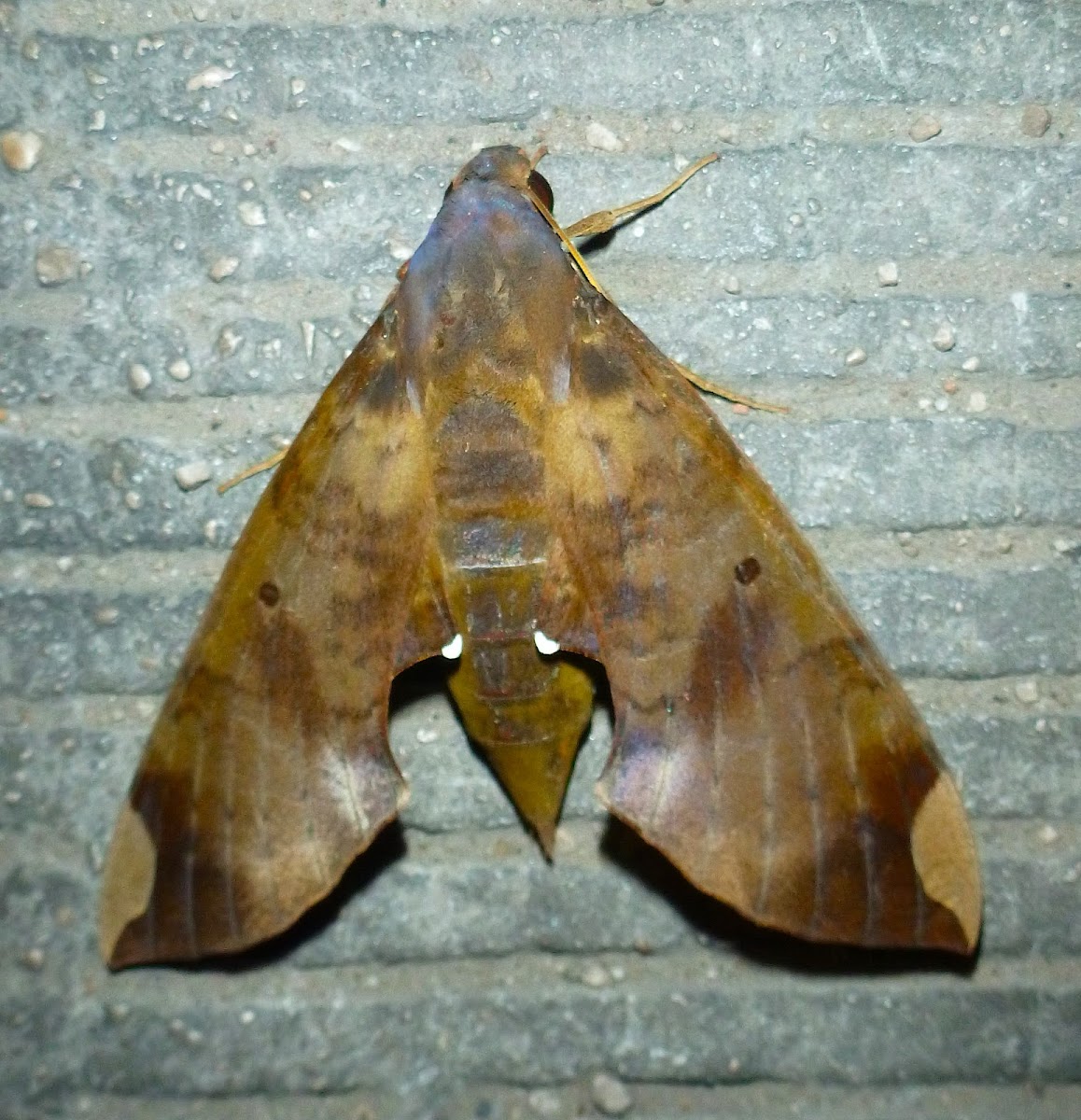 Fig Sphinx Moth