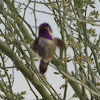 Costa's Hummingbird - Male