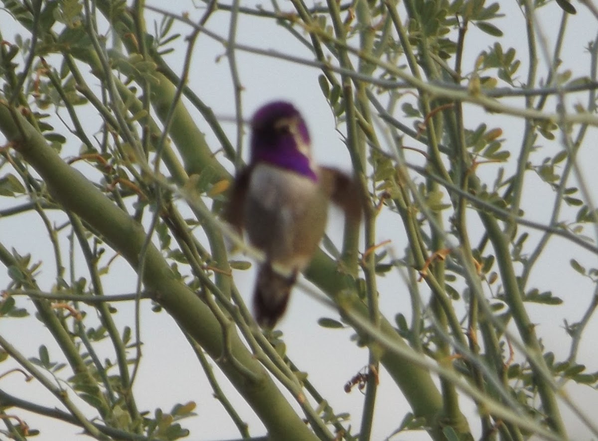Costa's Hummingbird - Male
