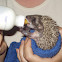 Southern white-breasted hedgehog babies (Σκαντζοχοιράκια)