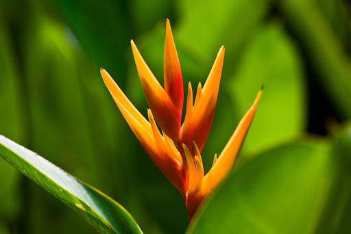 A heliconia plant, common in the tropics. 