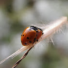 Hippodamia Ladybird