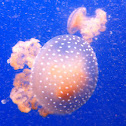White spotted jellyfish
