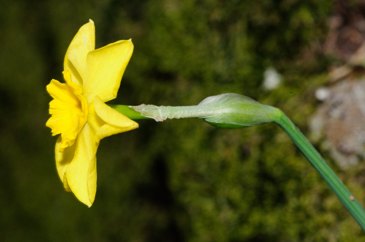 Rock daffodil, Nerciso de roca
