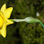 Rock daffodil, Nerciso de roca