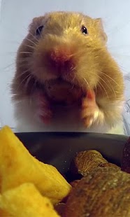 Hamster Eats Live wallpaper Screenshots 6