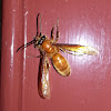 Common Nocturnal Hornet